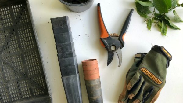 Gardening tools every beginner should have in their shed.