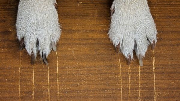 This is how you can repair pet scratches in your home.