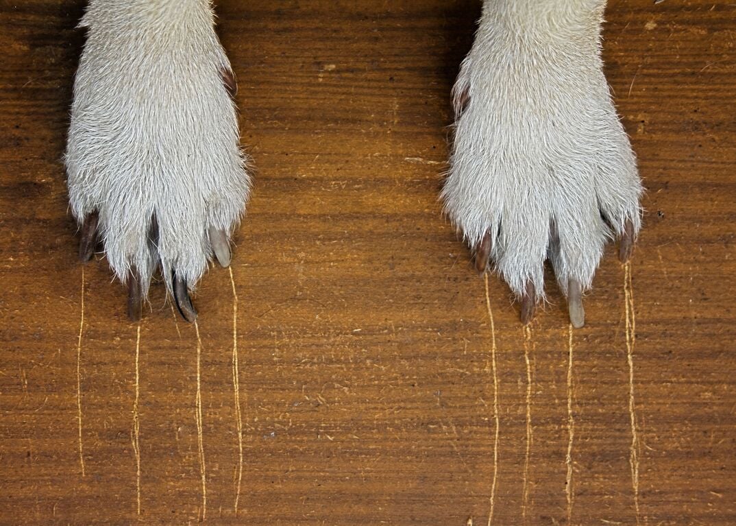 This is how you can repair pet scratches in your home.